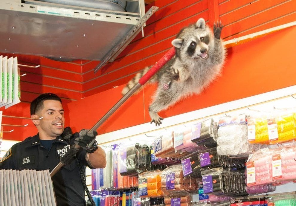 NYPD launching a raccoon with a broom